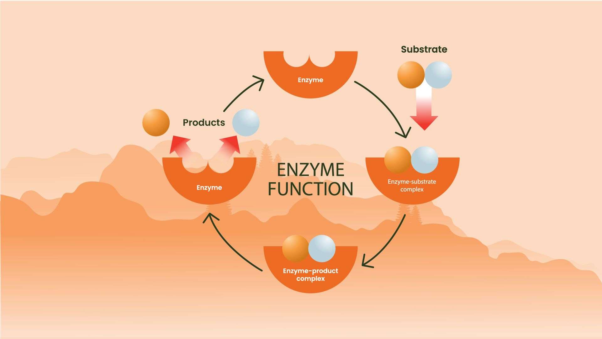 Cleenol - Eden Clean